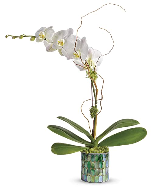White Phalaenopsis Orchid